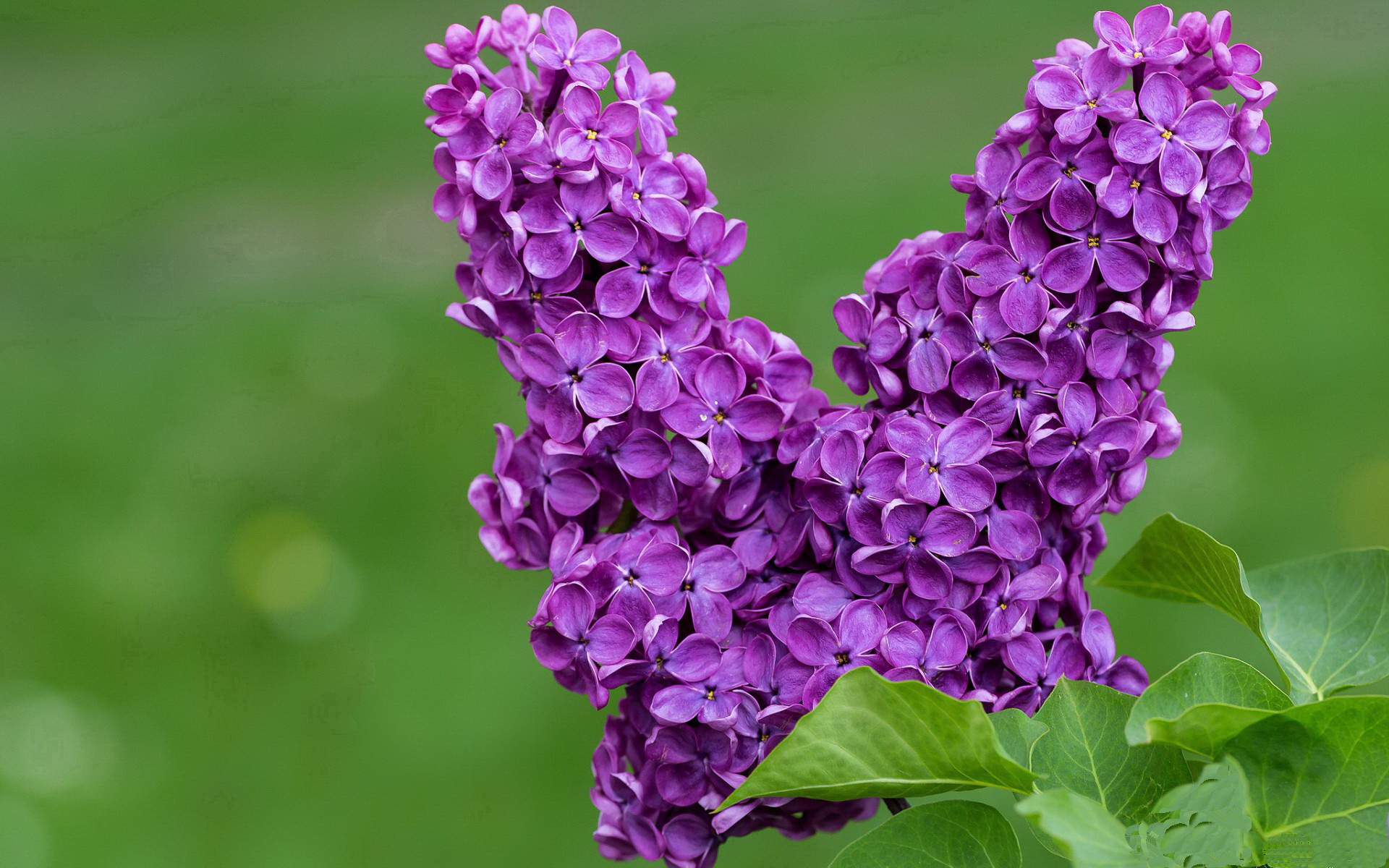 九游娱乐网站-_湖人队状态回升，迎来一波连胜_，湖人队2022