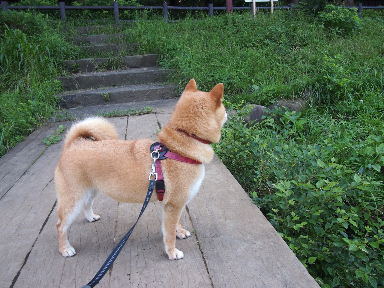 《使命召唤》选手结婚：电竞爱情故事与家庭生活，使命召唤游戏人物原型