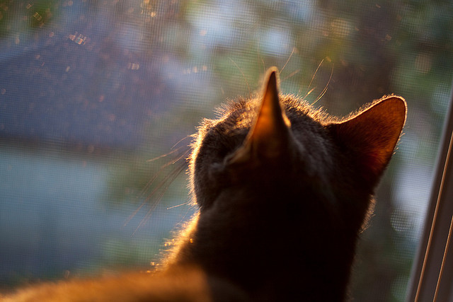 九游在线玩-今年联盟中场得分最高的球员是谁？，联盟场均得分排名